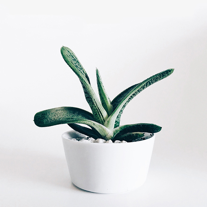 Lorem ipsum dolor sit