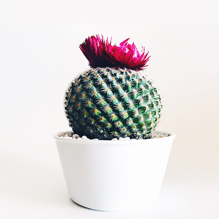 Vitae lectus default