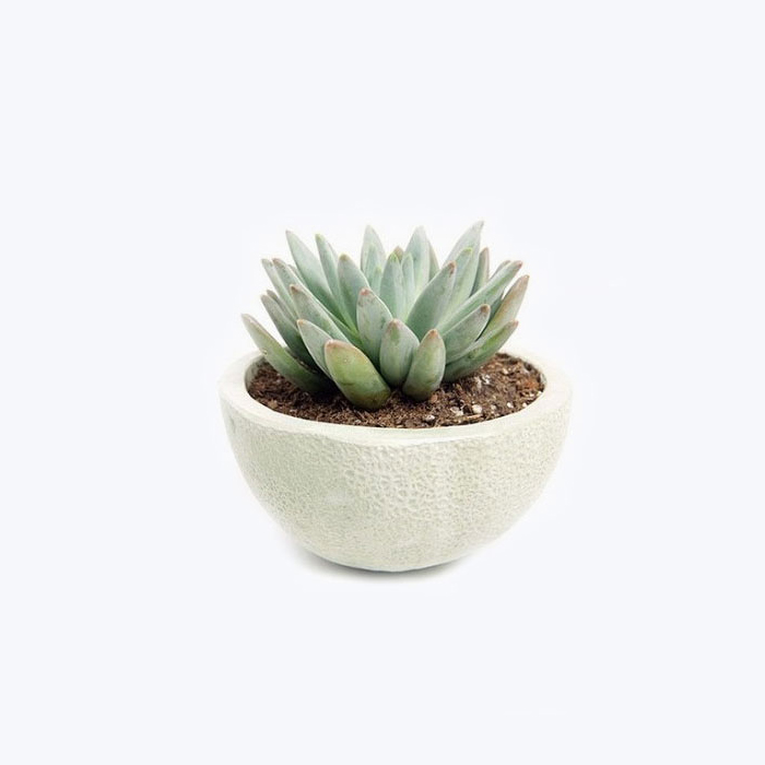 Consectetuer adipiscing