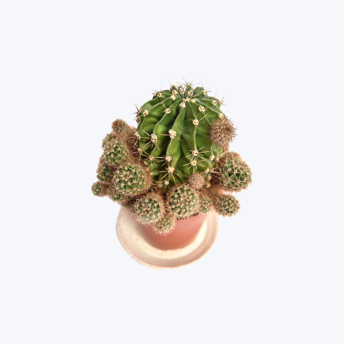 Donec nec justo eget