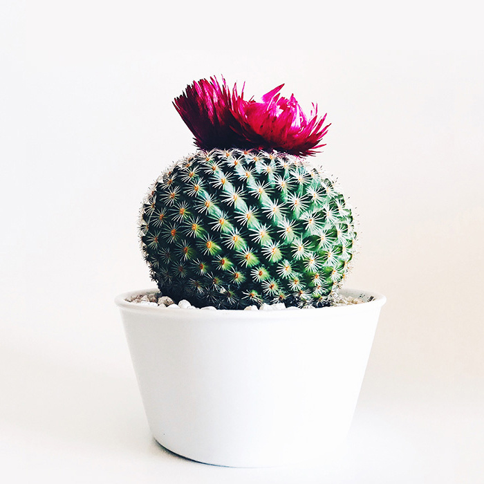 Lorem ipsum dolor sit